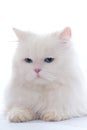 White fluffy cat