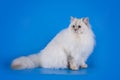 White fluffy cat on a blue background isolated Royalty Free Stock Photo