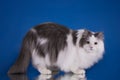 White fluffy cat on a blue background isolated Royalty Free Stock Photo