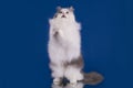 White fluffy cat on a blue background isolated Royalty Free Stock Photo