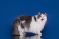 White fluffy cat on a blue background isolated Royalty Free Stock Photo