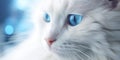 A white fluffy cat with blue eyes. Close-up. Royalty Free Stock Photo