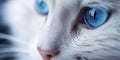 A white fluffy cat with blue eyes. Close-up. Royalty Free Stock Photo