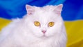 White fluffy cat on blue yellow ukrainian flag background. Colorful. Thoroughbred domestic kitty. Well-groomed pets Royalty Free Stock Photo