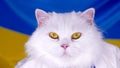 White fluffy cat on blue yellow ukrainian flag background. Colorful. Thoroughbred domestic kitty. Well-groomed pets Royalty Free Stock Photo