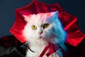 White fluffy cat in Count Dracula vampire costume mantle on black studio background. Halloween concept, party, cosplay Royalty Free Stock Photo