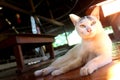 White fluffy cat with green eyes sitting on wooden floor in hut