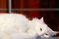 A white fluffy cat looks with green eyes.