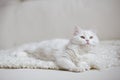 White fluffy cat lying on the white coach