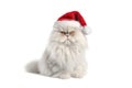 White fluffy Cat in red Santa Claus hats isolated on a white background. Big angry cat in Santa Claus hat. Banner with Royalty Free Stock Photo