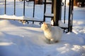 White fluffy cat in the snow