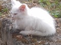 white fluffy cat on the street, cute milky white lone kitten Royalty Free Stock Photo