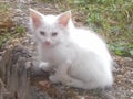 white fluffy cat on the street, cute milky white lone kitten Royalty Free Stock Photo