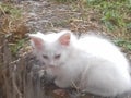 white fluffy cat on the street, cute milky white lone kitten Royalty Free Stock Photo