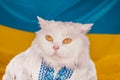 White fluffy cat in vyshyvanka on blue yellow ukrainian flag background. Colorful. Thoroughbred domestic kitty. Well Royalty Free Stock Photo