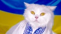 White fluffy cat in vyshyvanka on blue yellow ukrainian flag background. Colorful. Thoroughbred domestic kitty. Well Royalty Free Stock Photo