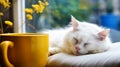 White fluffy cat on the window. A small cat sleeps on a pillow. Banner with a white kitten on a yellow background.