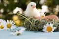A newly hatched chick sits on eggs in a nest, waiting for its brothers and sisters Royalty Free Stock Photo