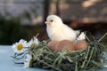 A newly hatched chick sits on eggs in a nest, waiting for its brothers and sisters Royalty Free Stock Photo