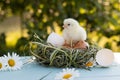 A newly hatched chick sits on eggs in a nest, waiting for its brothers and sisters Royalty Free Stock Photo