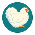 White fluffy chicken vector illustration Royalty Free Stock Photo