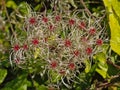 White fluffy clematis flammula seed heads Royalty Free Stock Photo