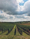 Fluffy clouds over scenic vineyards