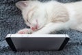 White fluffy cute kitten snuggly lies with the phone