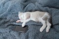 White fluffy cute kitten snuggly lies with the phone