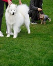 White fluffy cute smiling samoyed dog  and adorable little Yorkshire terrier on a background of green grass at a dog show Royalty Free Stock Photo