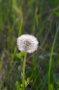 White fluffy dandelion against the background of green grass Royalty Free Stock Photo