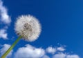 White fluffy dandelion on the background of clouds and blue sky