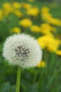 White fluffy dandelion on the background of a glade of yellow flowers