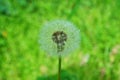 White fluffy dandelion on a background of green grass macro Royalty Free Stock Photo