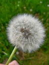 White fluffy dandelion on a background of green grass. selective focus Royalty Free Stock Photo