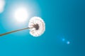 White fluffy dandelion on the background of the sun and sky with sun flares. Concept of freedom and dreams Royalty Free Stock Photo