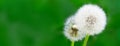 White fluffy dandelion on a background of wet window pane Royalty Free Stock Photo