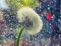White fluffy dandelion on a background of wet window pane Royalty Free Stock Photo