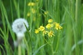 White fluffy dandelion behind yellow little flowers in green grass on sunny day. Bright summer nature background. Royalty Free Stock Photo