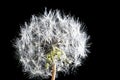 White fluffy dandelion on a black background isolated, close-up