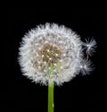 White fluffy dandelion on black. Royalty Free Stock Photo