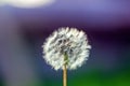 White fluffy dandelion on blue green background Royalty Free Stock Photo