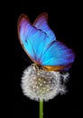 White fluffy dandelion and blue morpho butterfly on a black background. close up Royalty Free Stock Photo