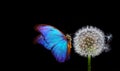 White fluffy dandelion and blue morpho butterfly on a black background. Royalty Free Stock Photo
