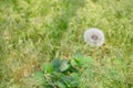 White fluffy dandelion on blurred grass background