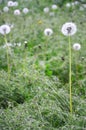 White fluffy dandelion on blurred grass background