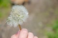 white fluffy dandelion in a child& x27;s hand Royalty Free Stock Photo