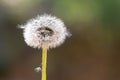 White fluffy dandelion closeup. Copy space. Royalty Free Stock Photo
