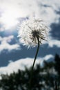 White fluffy dandelion flower on a background of blue sky with clouds Royalty Free Stock Photo
