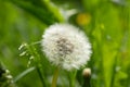 White fluffy dandelion flower on blurred green meadow background. Royalty Free Stock Photo